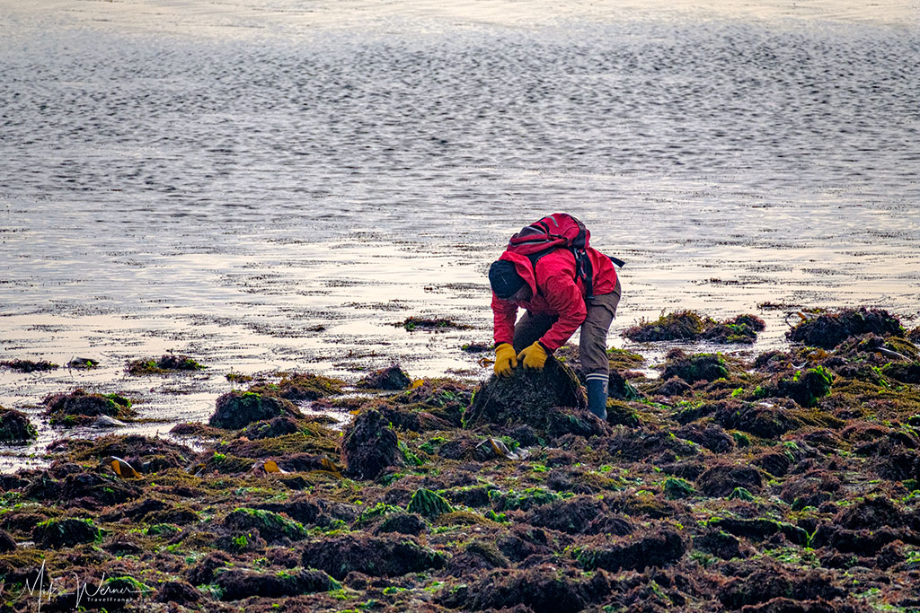 Looking for shellfish at the South of Quiberon, Brittany